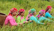 Độc đáo Tết cơm mới của dân tộc Giáy ở Tả Van, Sa Pa