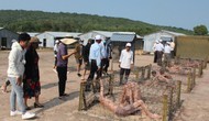 Kiên Giang đầu tư tu bổ, tôn tạo Di tích Trại giam Phú Quốc