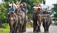 Sẽ hỗ trợ Đắk Lắk 2 triệu USD để bỏ hẳn du lịch cưỡi voi