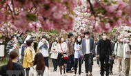 Du lịch nội địa Nhật Bản dự kiến tăng mạnh trong Tuần lễ Vàng