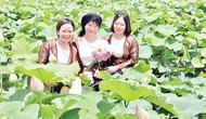 Hà Nam khai thác tiềm năng phát triển du lịch nông nghiệp