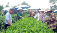 Thái Nguyên: Hấp dẫn du lịch cộng đồng gắn với văn hóa trà