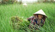 Quảng Nam: Phát triển du lịch nông thôn từ văn hoá bản địa