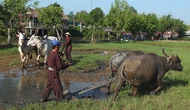 Đồng Tháp: Phát huy các hệ giá trị văn hóa thúc đẩy phát triển du lịch