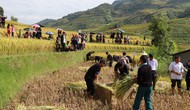 Yên Bái: Mù Cang Chải tiếp nối các hoạt động du lịch mùa vàng