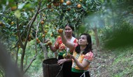 Đề xuất chủ trương đầu tư Chương trình mục tiêu quốc gia xây dựng nông thôn mới và giảm nghèo bền vững giai đoạn 2026-2035