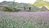 Tuyên Quang: Xây dựng thương hiệu du lịch “Miền đá nở hoa” với lễ hội hoa Tam giác mạch