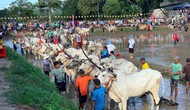 Lễ hội Đua bò Bảy Núi- Lễ hội truyền thống độc đáo của đồng bào Khmer