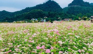 Lễ hội hoa Tam giác mạch lần thứ XI – “Miền đá nở hoa”: Tôn vinh vẻ đẹp thiên nhiên và văn hóa vùng cao