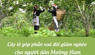 Infographic: Cây lê góp phần xoá đói giảm nghèo cho người dân Mường Hum
