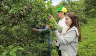 Cây mận hậu giúp xóa nghèo bền vững ở Sơn La