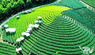 Lễ hội “Thái Nguyên - Hương sắc danh trà 2025”: Bản hòa ca của trà, văn hóa và du lịch
