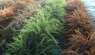 Trồng rong sụn ven biển Phú Quốc giúp giảm nghèo bền vững, ứng phó biến đổi khí hậu