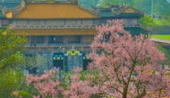 Mê mẩn với 