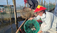 Hình thành các điểm du lịch kiểu mẫu giảm nhựa tại phá Tam Giang