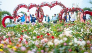 Sa Pa tấp nập khách đến du ngoạn Lễ hội Hoa hồng Fansipan