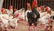 Tri thức dân gian nuôi và chế biến gà Đông Tảo là di sản văn hóa phi vật thể quốc gia