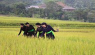 Di sản văn hóa Lào Cai - 