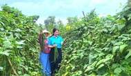 Hỗ trợ đồng bào DTTS phát triển sản xuất và giáo dục nghề nghiệp, giải quyết việc làm tạo thu nhập ổn định cho người dân