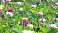 Hưng Yên: Mở lối phát triển nông nghiệp gắn với du lịch trải nghiệm