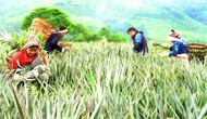 Du lịch Lai Châu kỳ vọng “cất cánh” từ những bản làng xanh