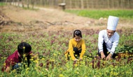 Trả lời kiến nghị của cử tri thành phố Hải Phòng về việc điều chỉnh loại hình du lịch farmstay
