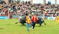 Tưng bừng lễ hội chọi trâu Đồ Sơn 2009