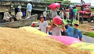 Khai mạc Fesstival lúa gạo Việt Nam lần thứ 1