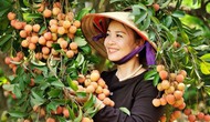 Bắc Giang: Liên kết xây dựng tour du lịch gắn với mùa vải thiều