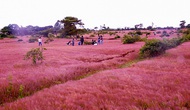 Gia Lai: Giới thiệu tiềm năng du lịch đồi cỏ hồng Glar
