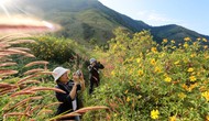 Gia Lai sẵn sàng Lễ hội Hoa Dã quỳ - Núi lửa Chư Đang Ya năm 2017