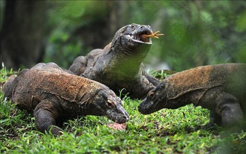 Indonesia bán vé trực tuyến đến đảo rồng Komodo từ năm 2020