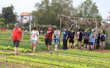 Hội An sẽ chào đón vị khách quốc tế đầu tiên tới tham quan thành phố tại Làng rau Trà Quế