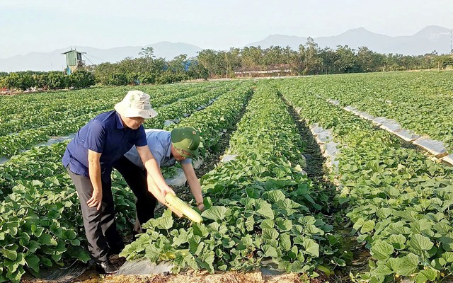 Nông dân Phú Thọ: Đổi mới tư duy, mở hướng làm giàu trên chính mảnh đất quê hương