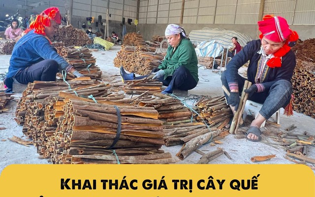 Infographic: Khai thác giá trị cây quế để giảm nghèo bền vững ở Bảo Hà, Lào Cai