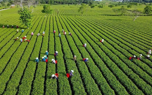 Hà Tĩnh: Phát triển các mô hình kinh tế giá trị cao gắn với du lịch sinh thái góp phần giảm nghèo ở Sơn Kim 2
