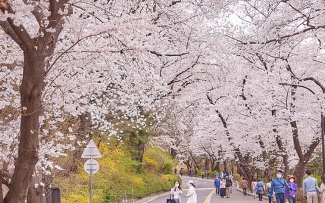 Hàn Quốc đặt mục tiêu lớn đón khách Việt Nam trong năm 2026